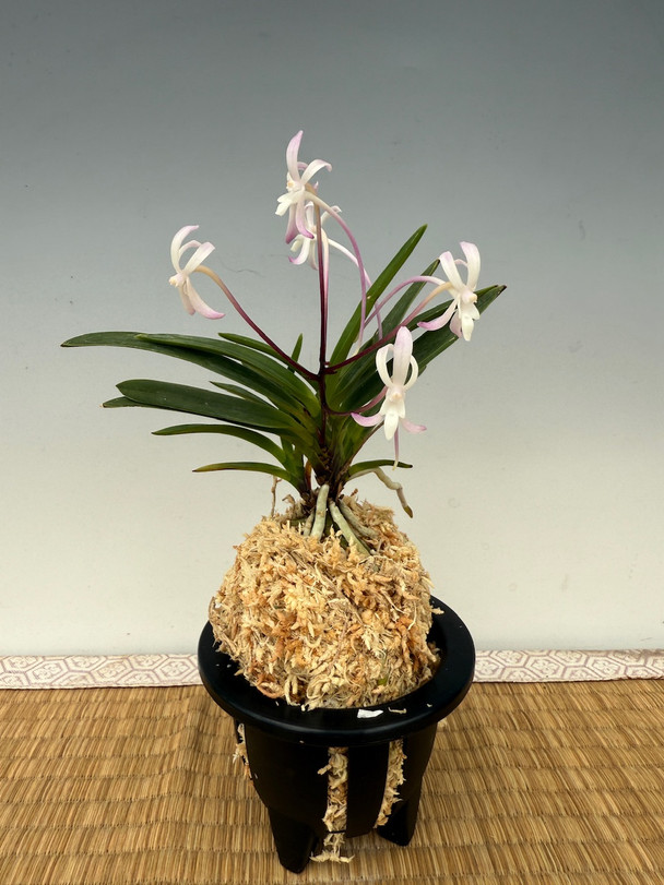 Neofinetia falcata 'Shimanokobeni' 島の小紅 - OrchidWeb