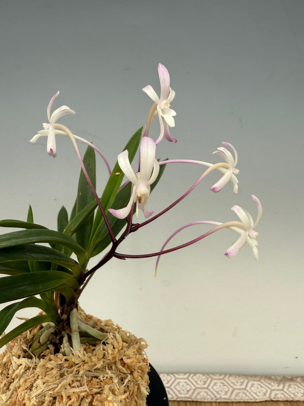 Neofinetia falcata 'Shimanokobeni' 島の小紅 - OrchidWeb