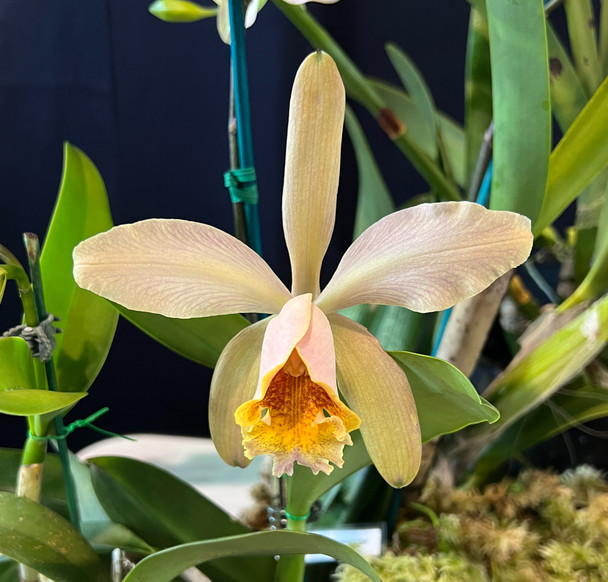 08038329-a87a-49cf-bbb4-6e8f9c1eda92