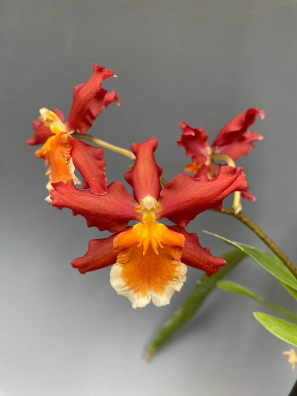 c23a0110-1f0f-452c-b328-efcd53202db1