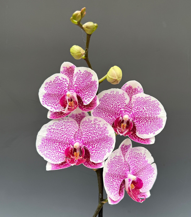 2dafcf66-65a2-4c1a-9da8-52fa7381424c