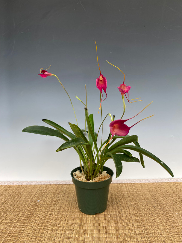 Fohisha Maddi OReylini tomosha qiling Fohisha Maddi OReylini tomosha qiling