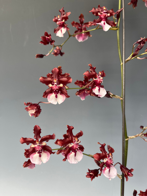 オトメイト AGF ウキョウ アクブロ Zygopetalum Advance Australia 'HOF' AM/AOS Kicking out the