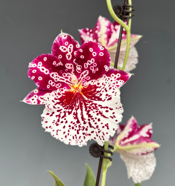 Mps. Breathless 'Hilo Galaxy' JC/AOS - Divisions (Mps. Pink Lady x