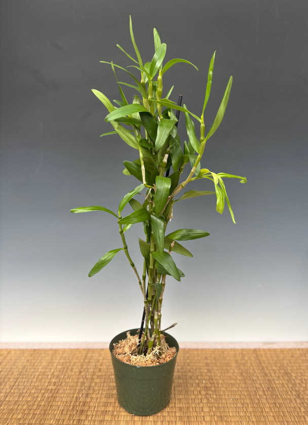 Dendrobium Shokei (Ainsworthii x Perfection) - OrchidWeb