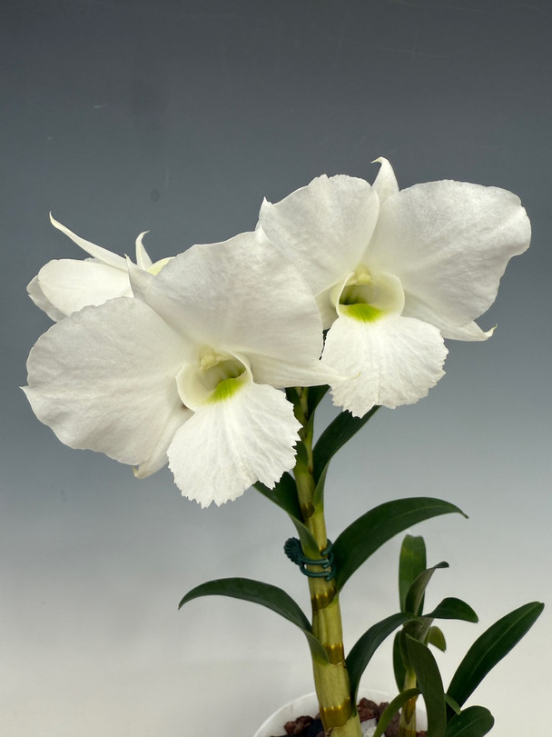 Dendrobium dearei x Snowbells - OrchidWeb
