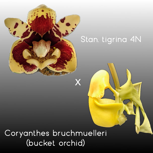 Stanhopea tigrina 4N x Coryanthes bruchmuelleri var. flava