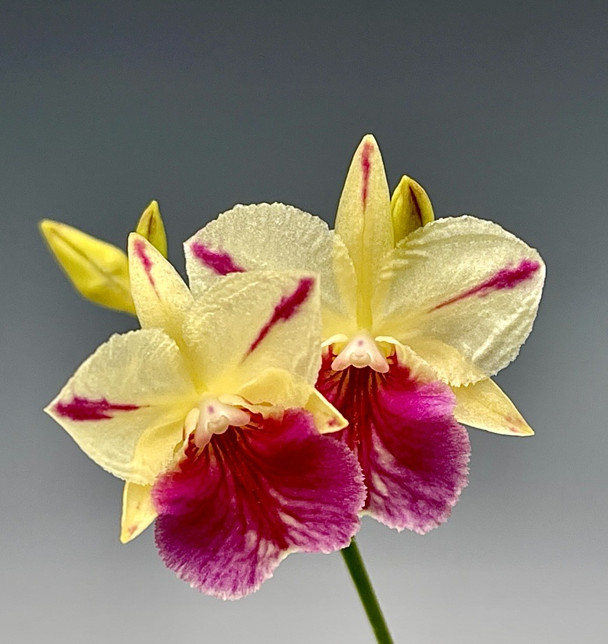 dd81d38d-e325-4cec-a1a1-24d28c76b389