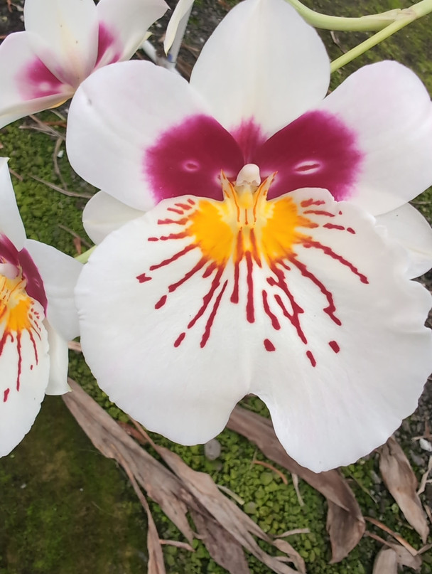 Miltoniopsis Molten Lava - OrchidWeb