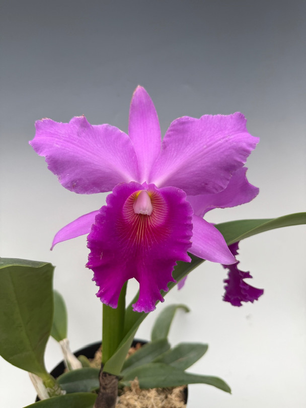 Bc. Yu Toung Star 'No. 1' (Bc. Tetradip ' Junko' PC/JOS x Bl