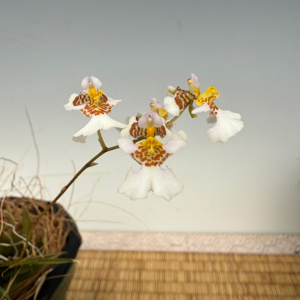 43682755-457f-4656-bd3a-66280bb64164