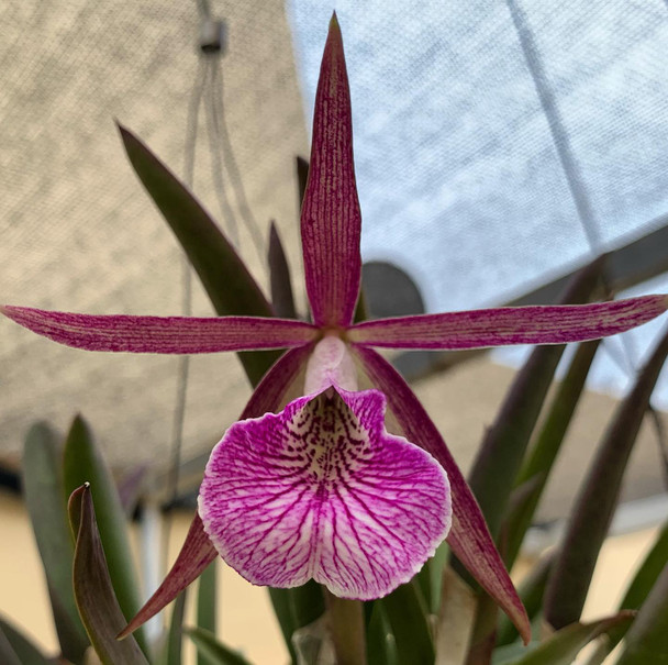 unoaウノア Victorian cats Framboise 8_04dc0979-5431-4228-900a