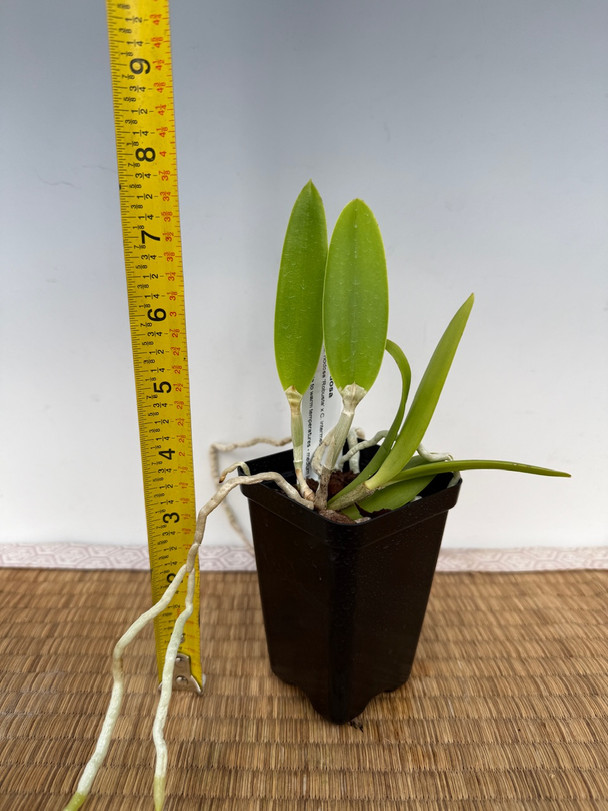 Bc. Interdosa (B. nodosa x C. intermedia var. orlata 'Elsie' HCC