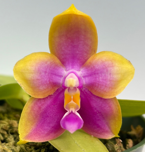 Kaliningrad porno rasmlar