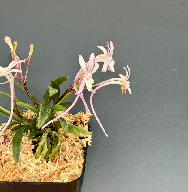 2c208321-55ce-4852-9753-dac1eacb3632