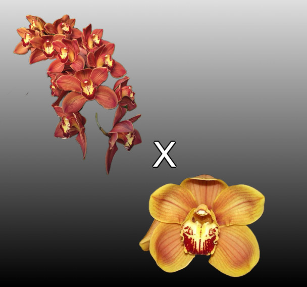 cyama cyama Cymbidium Enzan Forest 'Majolica 2' (Kusuda Shining x Yamba