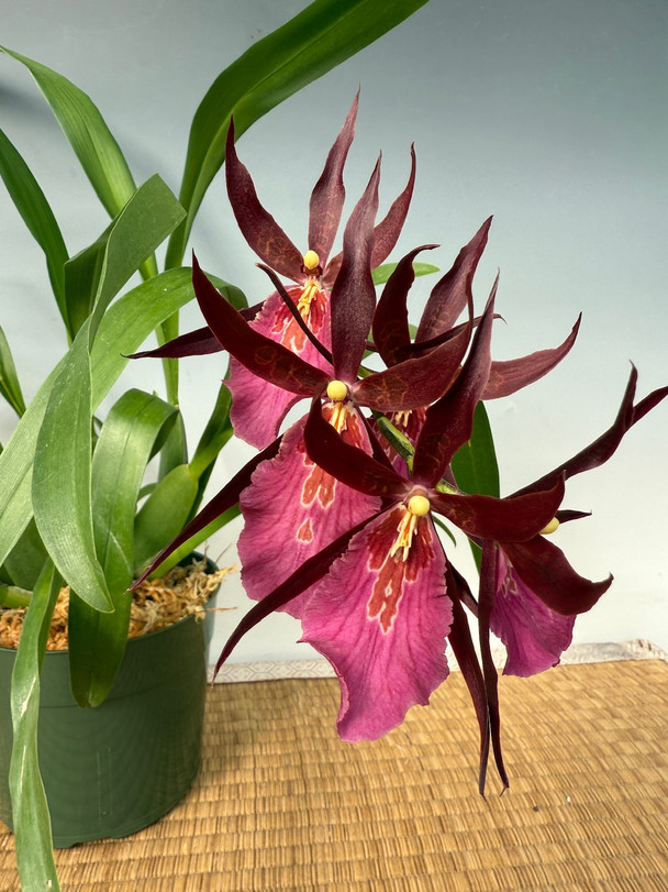 Xotin ozini erining dugonasi uxlayotganida unga berdi. Xotin ozini erining dugonasi uxlayotganida unga berdi.