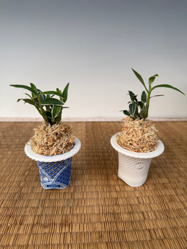 Dendrobium moniliforme - 'Sekkoku' 石斛 - OrchidWeb