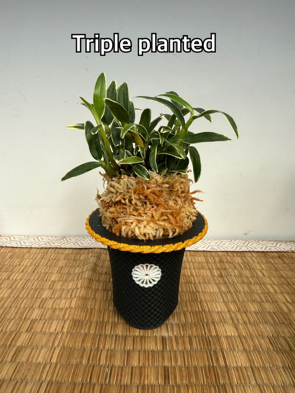 Dendrobium moniliforme - 'Sekkoku' 石斛 - OrchidWeb