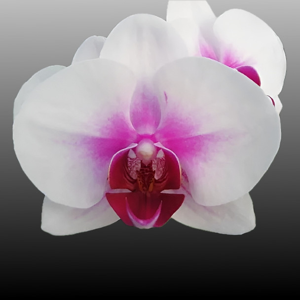 Phal. TJ Bridal Dress - SPIKE INITIATED