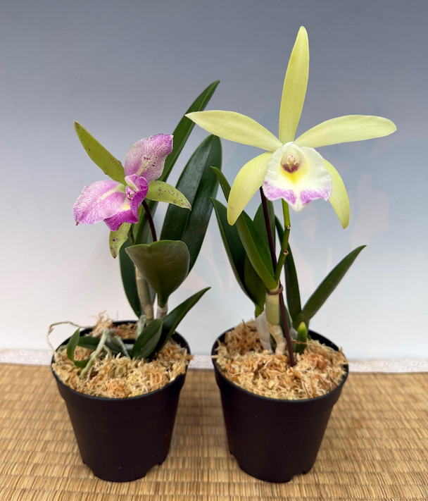 B. nodosa x Rlc. Yen Corona 'Green Genie' - OrchidWeb