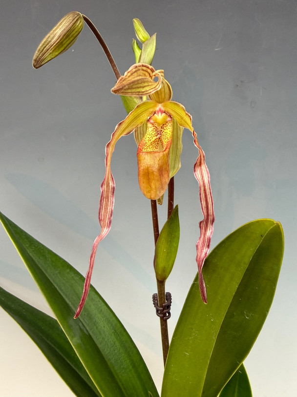 Phrag. Apollo ( Fritz Schomburg 'Pink Princess' x kovachii 'Purple