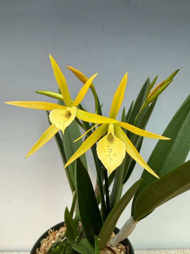 Brassanthe Bill Worsley