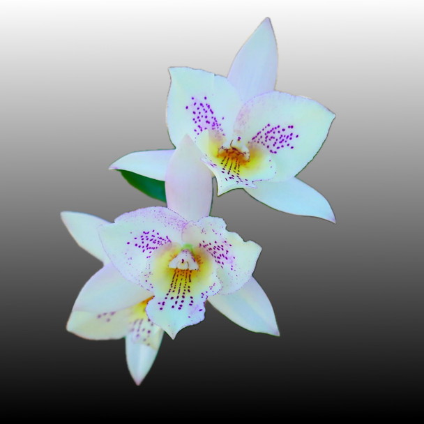 Bl. Morning Glory - Dark Flower Form (Brassavola nodosa x L