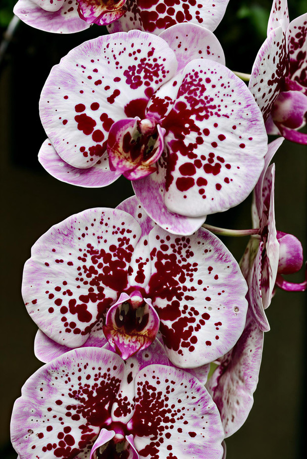 ca2ee404-c00c-40bb-bdf0-adc670868bb0