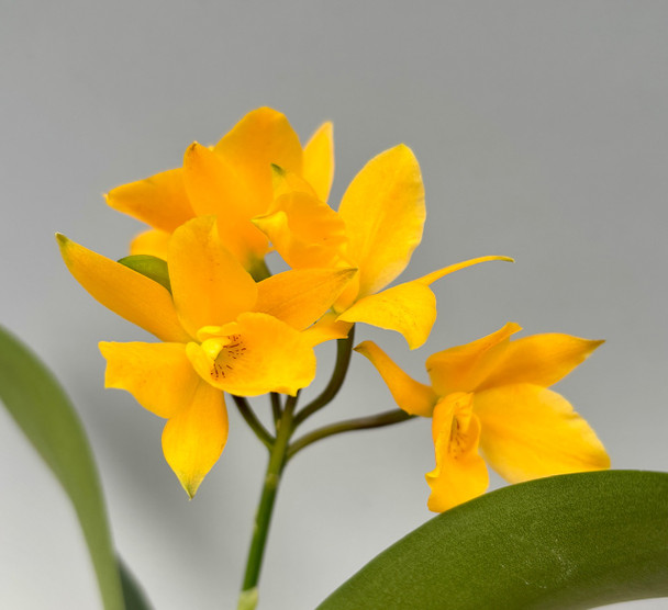 Bl. Morning Glory - Dark Flower Form (Brassavola nodosa x L