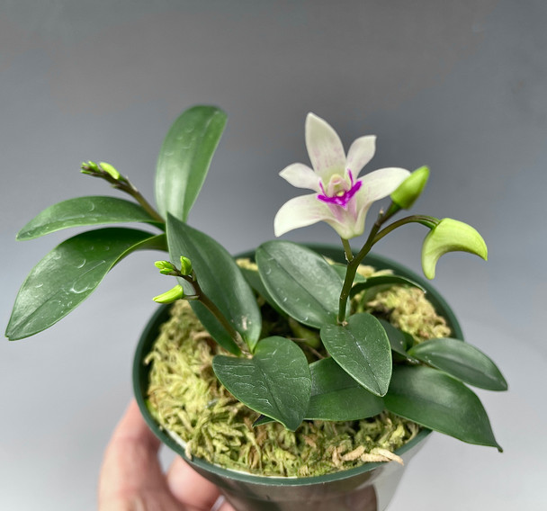 Den. A Scent Of Honey (Star King 'Irvine' x kingianum semi-alba