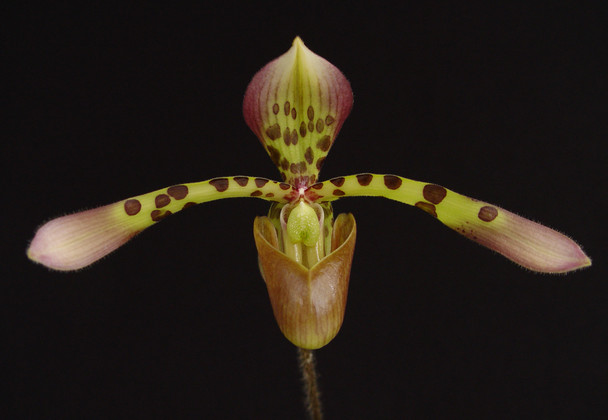 Paph. haynaldianum