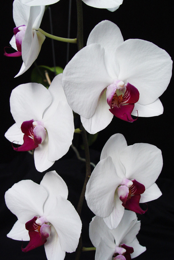 Phal. Taisuco Miraculous - Spike Initiated