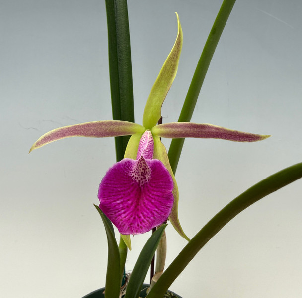 Sc. June Bug 'Venice Sunshine' AM/AOS x B. nodosa 2N - OrchidWeb