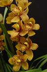 Cymbidium Enzan Forest 'Majolica 2' (Kusuda Shining x Yamba