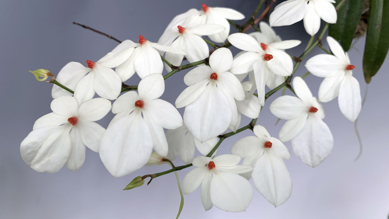 Orchids for sale online deals