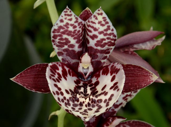 Catasetinae Orchid Care