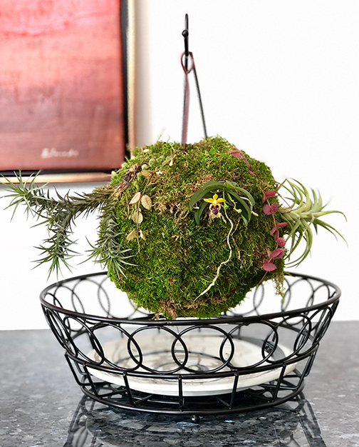 How to make 'Kokedama' for Epiphytic orchids , the Japanese potting