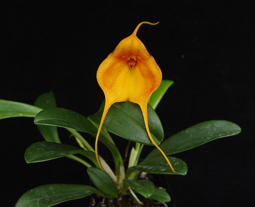 masdevallia-orchid-plant.jpg