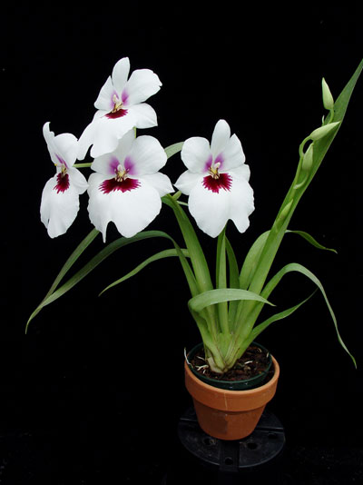 miltoniopsis-orchid-plant.jpg