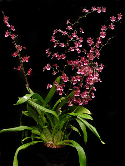 Gubler Orchids Grow Moss