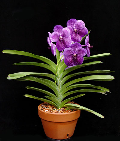 vanda-orchid-plant.jpg
