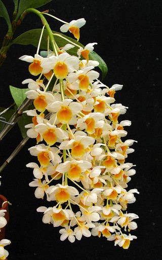 Dendrobium thyrsiflorum