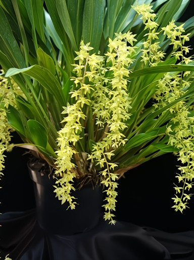 Dendrochilum pangasinanense 