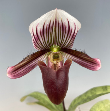 SALE，品質保証 パフィオ Paph.callosum x Hsinying Cyber Leopard