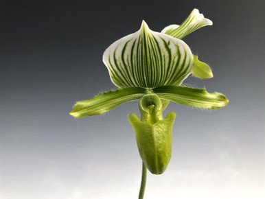 Paph. lawrenceanum hyeanum
