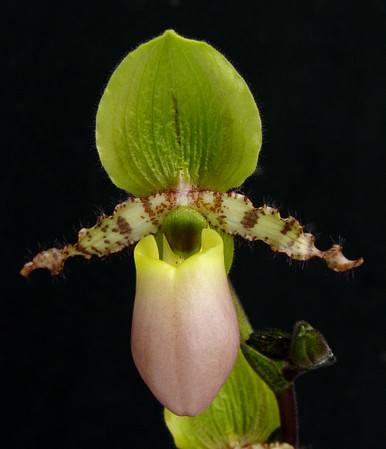 Paph. primulinum var. purpurascens
