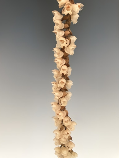Pholidota pallida