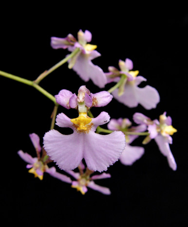 Tolumnia sylvestre