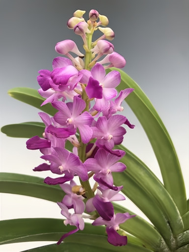 Rhynchostylis coelestis 